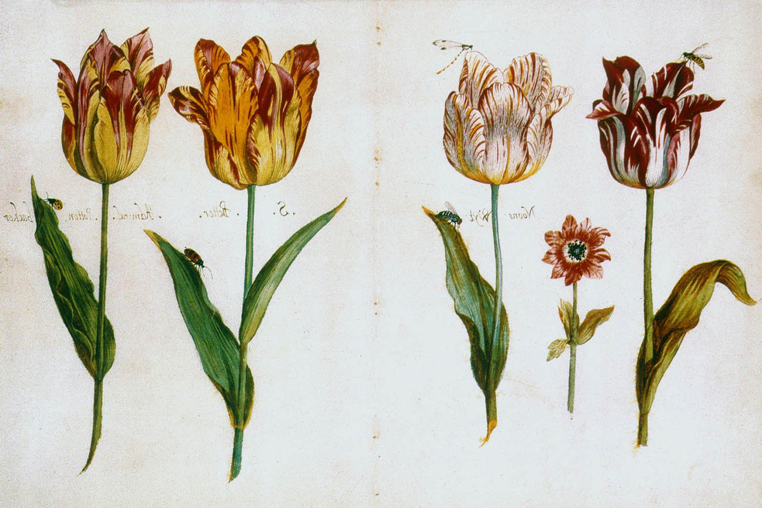 cơn sốt hoa tulip